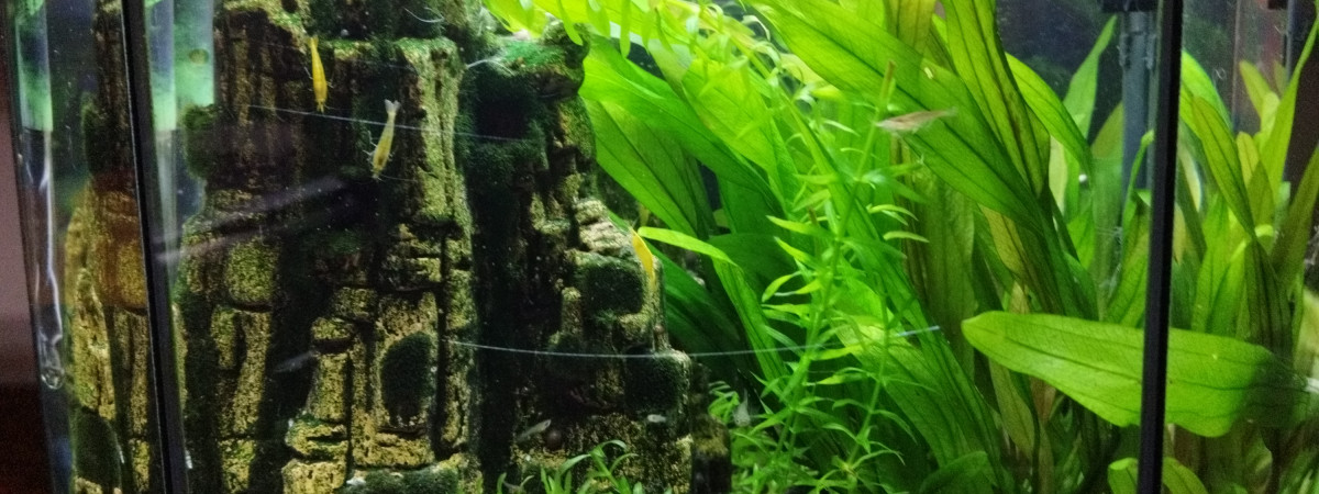 aquarium Communautaire