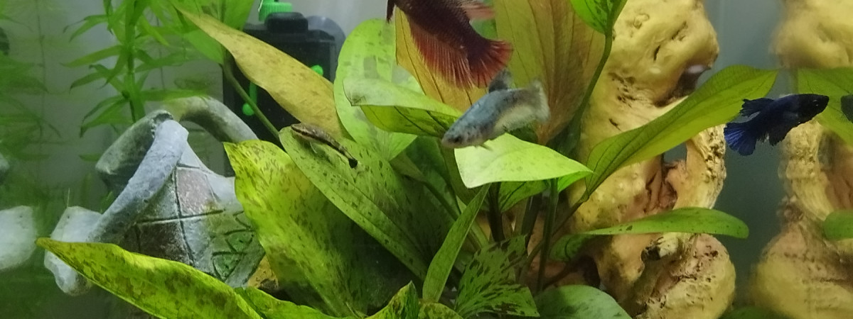 aquarium Femelles Betta