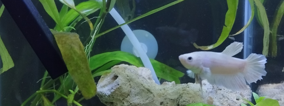 aquarium Betta half-moon blanc