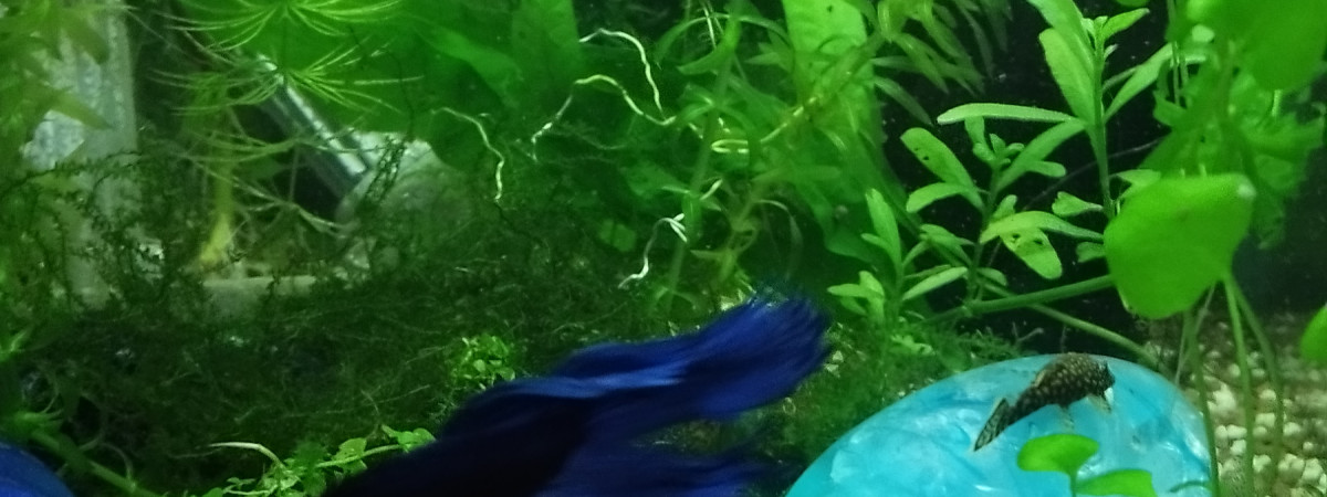 aquarium Betta splendens bleu