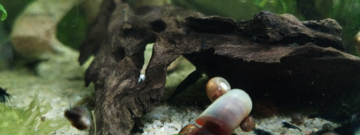 aquarium Crevettes blue vervet