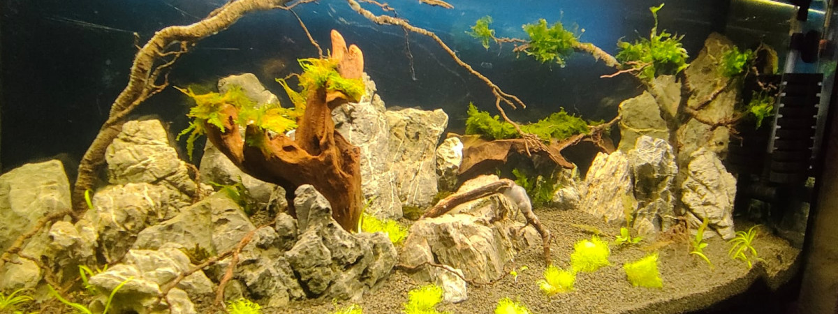 aquarium Shrimpland 2
