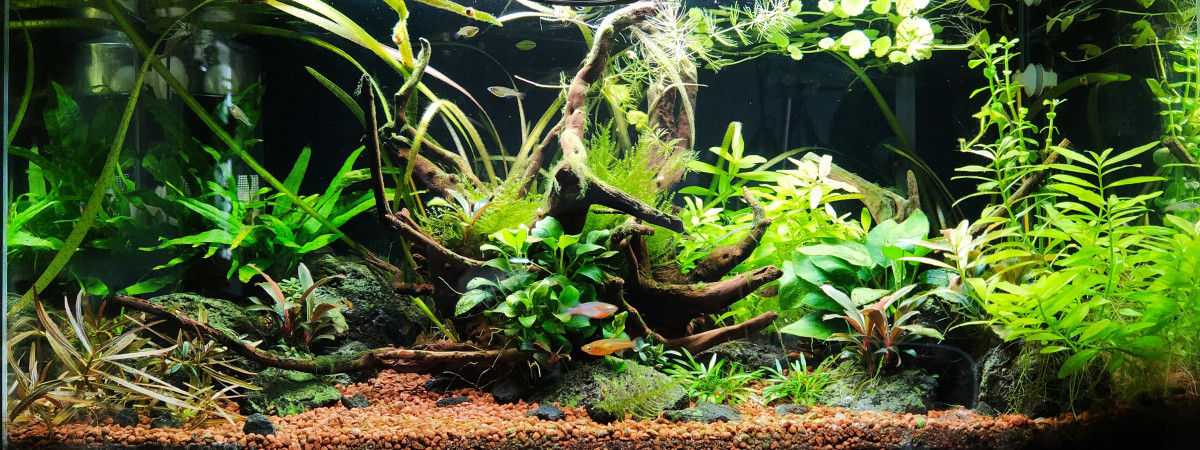 aquarium Jesépacomenlapler