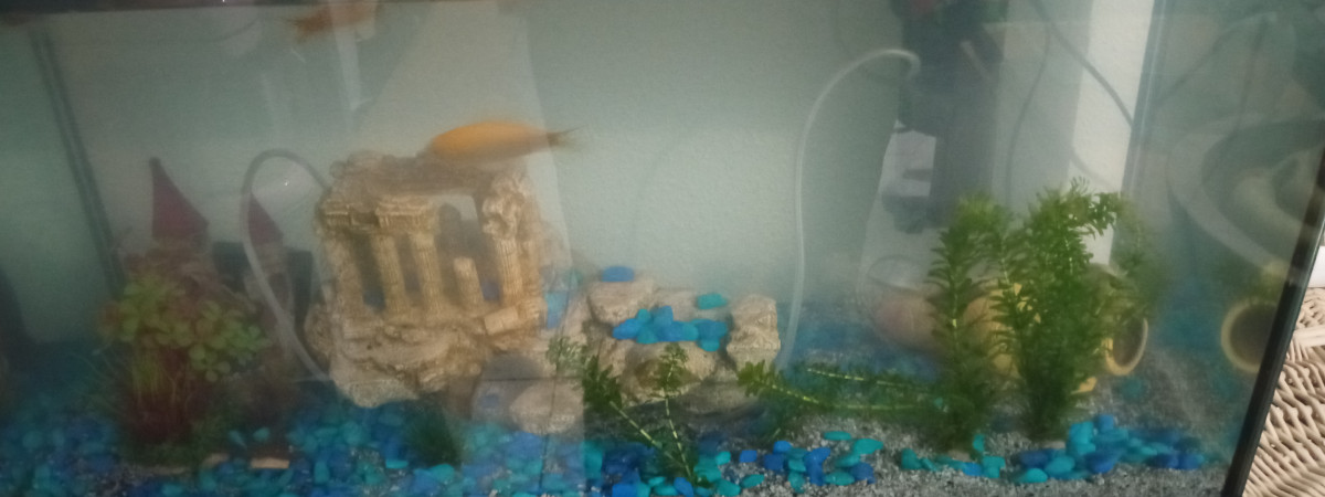 aquarium Aquarium salon