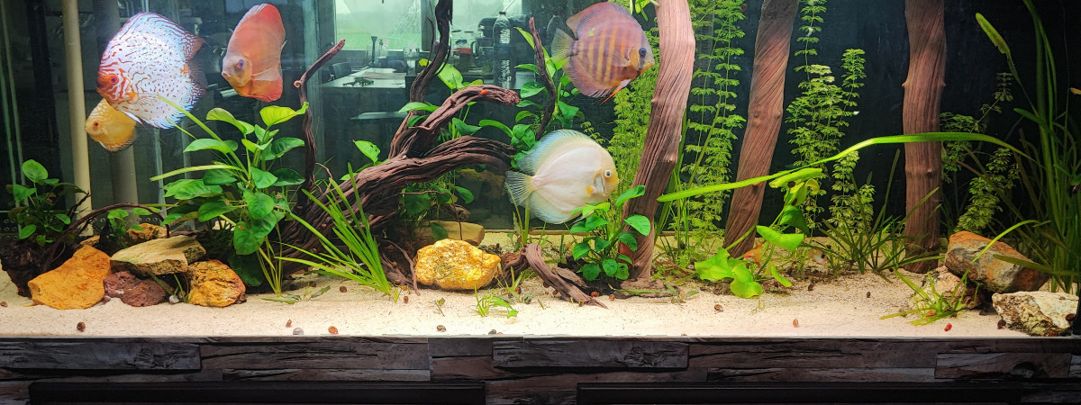 aquarium Bac amazonien