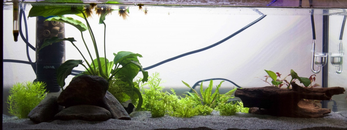 aquarium Eden