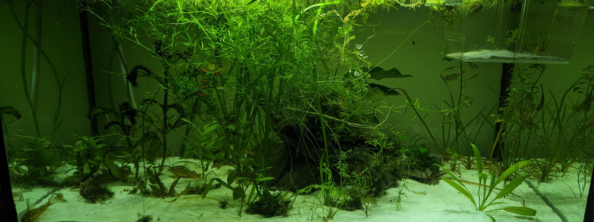 aquarium Communautaire 120L