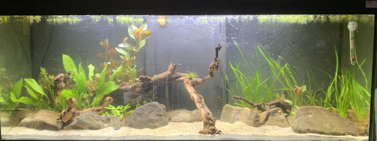 aquarium Bac communautaire