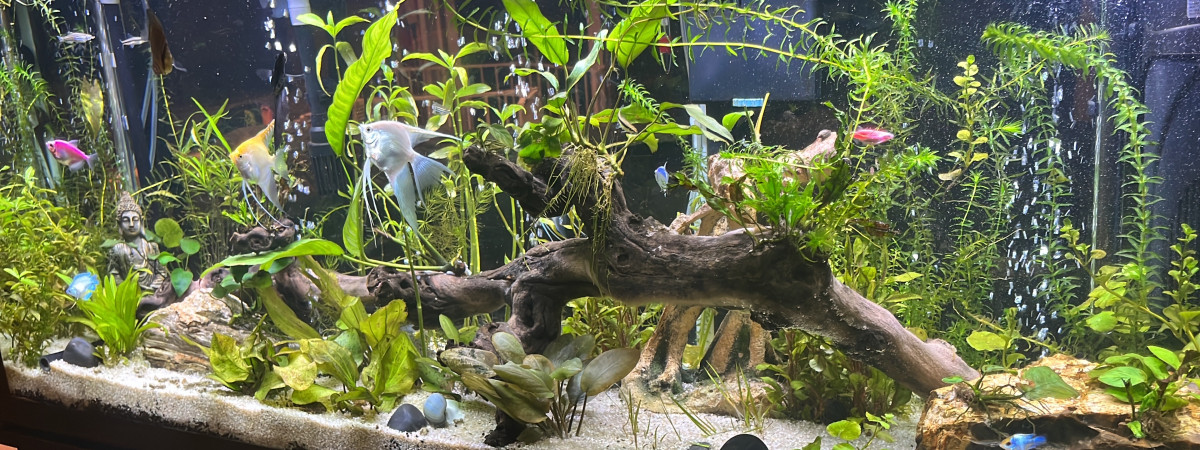 aquarium Aqua