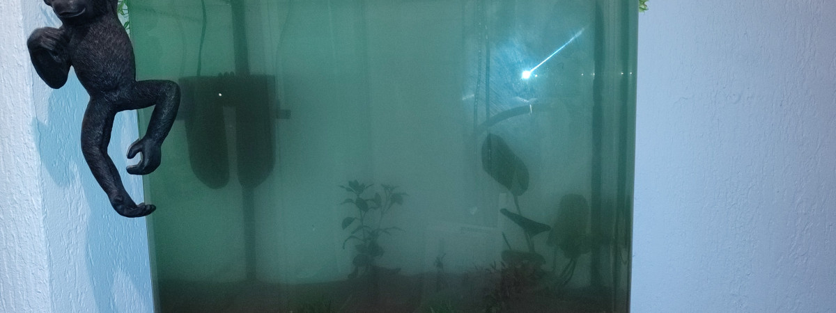 aquarium First aquarium
