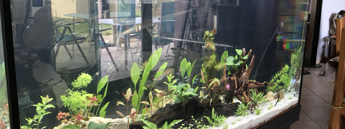 aquarium Mon Aquarium
