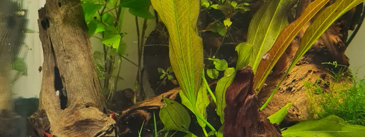 aquarium Red Fire