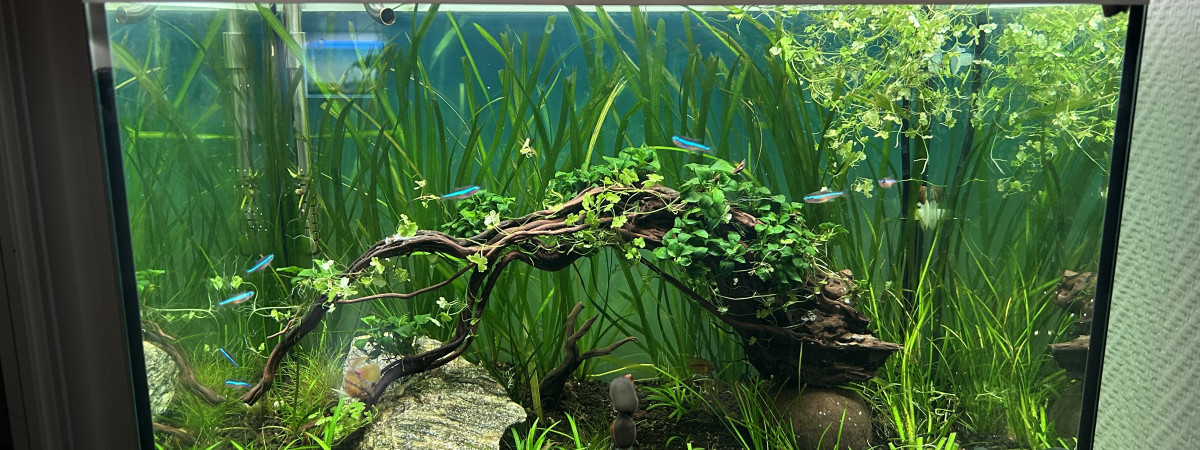 aquarium Oase style Line 85