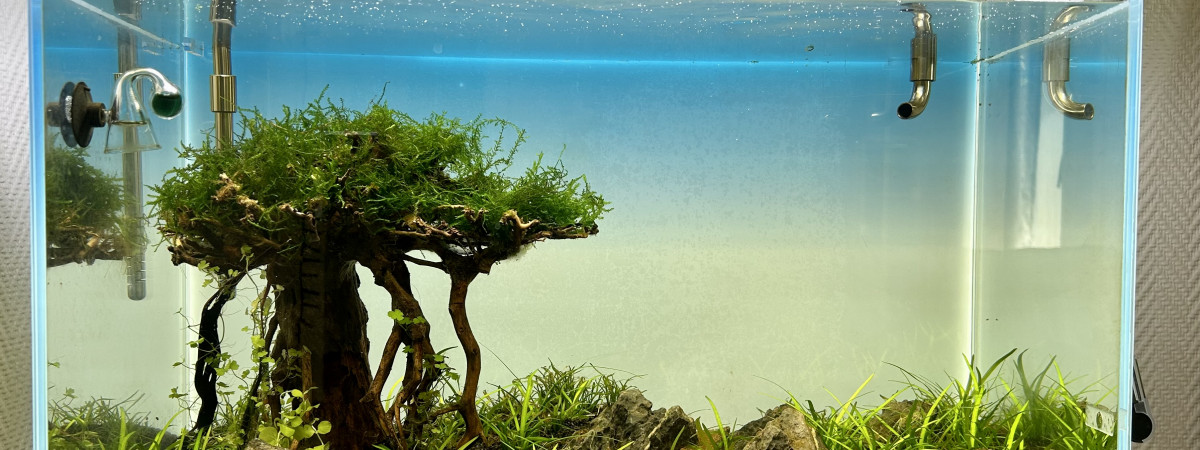 aquarium Tree scape v2