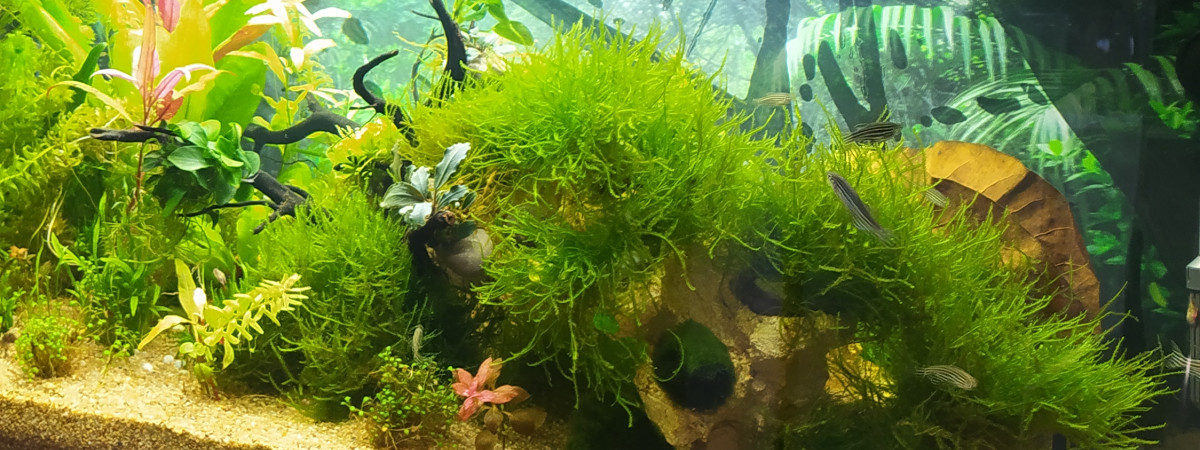 aquarium Communautaire tempéré débutant