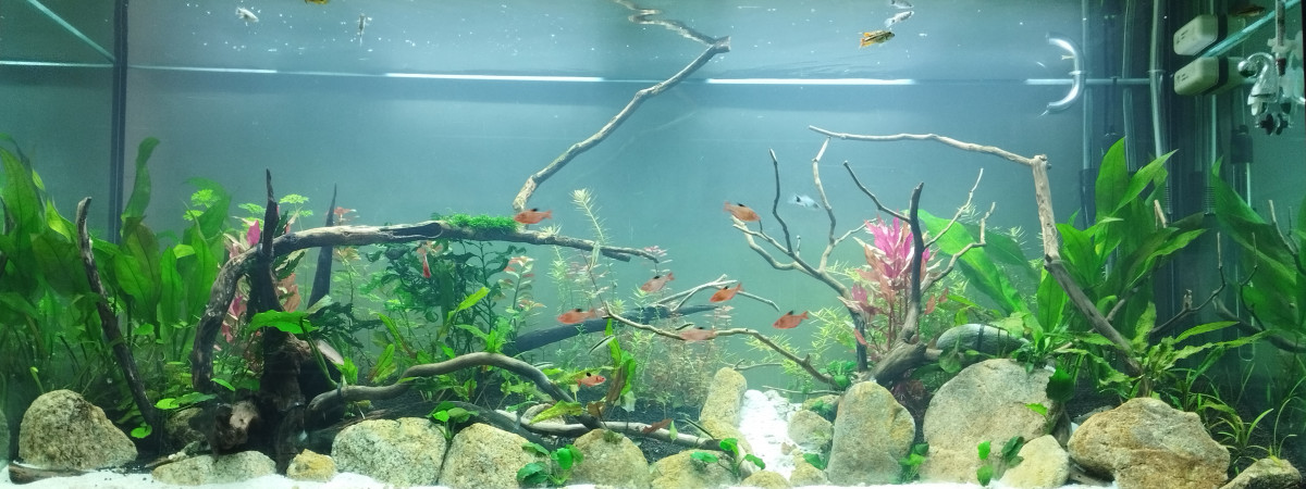 aquarium 500L