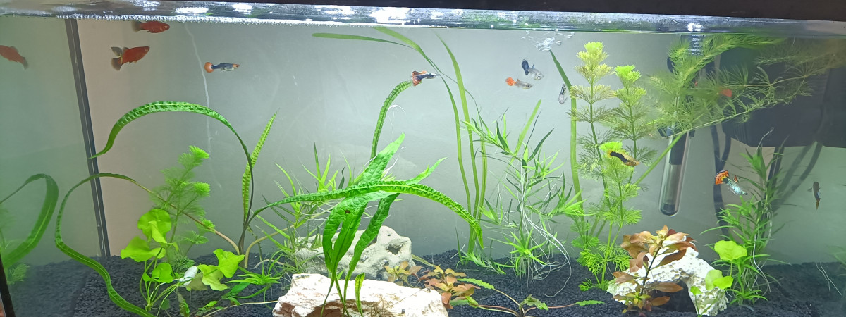 aquarium Aquarium principal