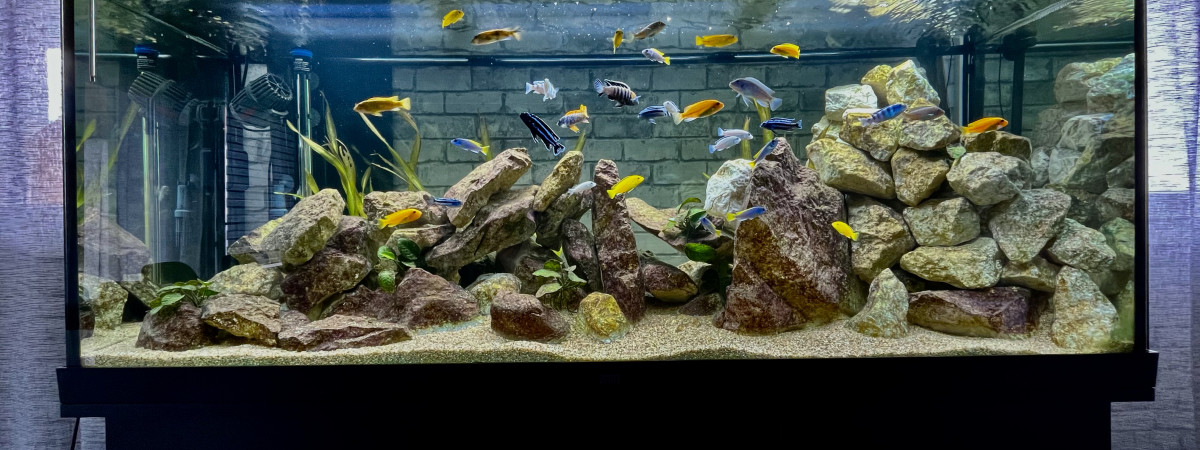 aquarium Rio 450 Malawi