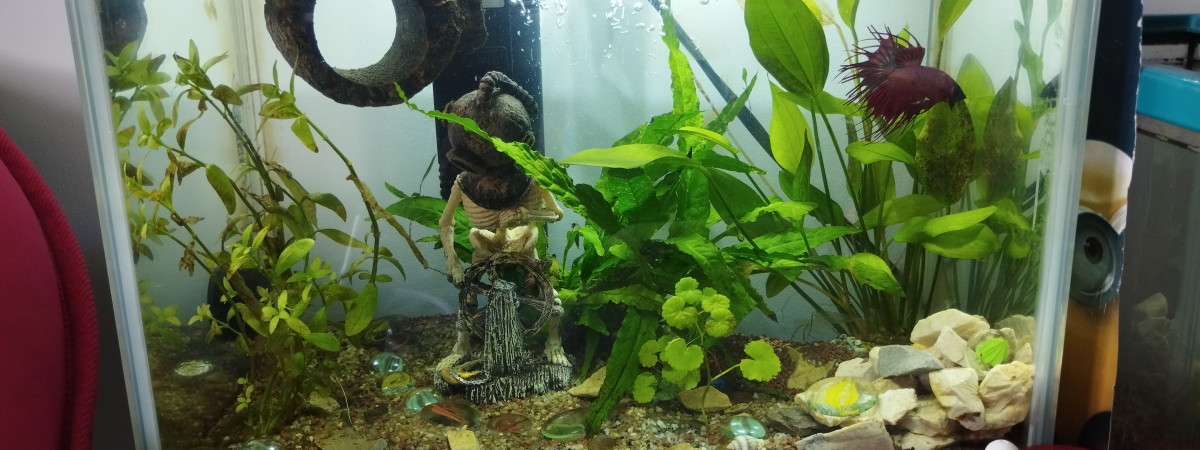 aquarium Aquarium de Gunter le combattant crowntail