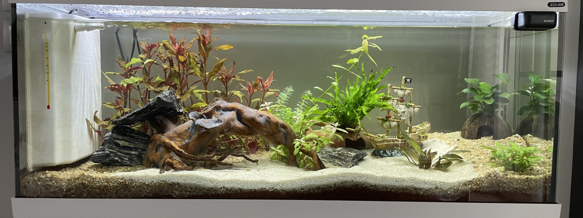 aquarium Maison