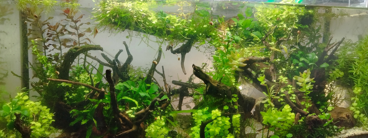 aquarium Fangorn Forest Low tech arrêté le 9 mai 2024