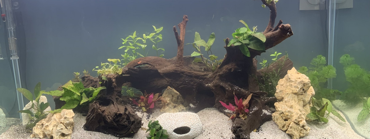 aquarium Aquarium