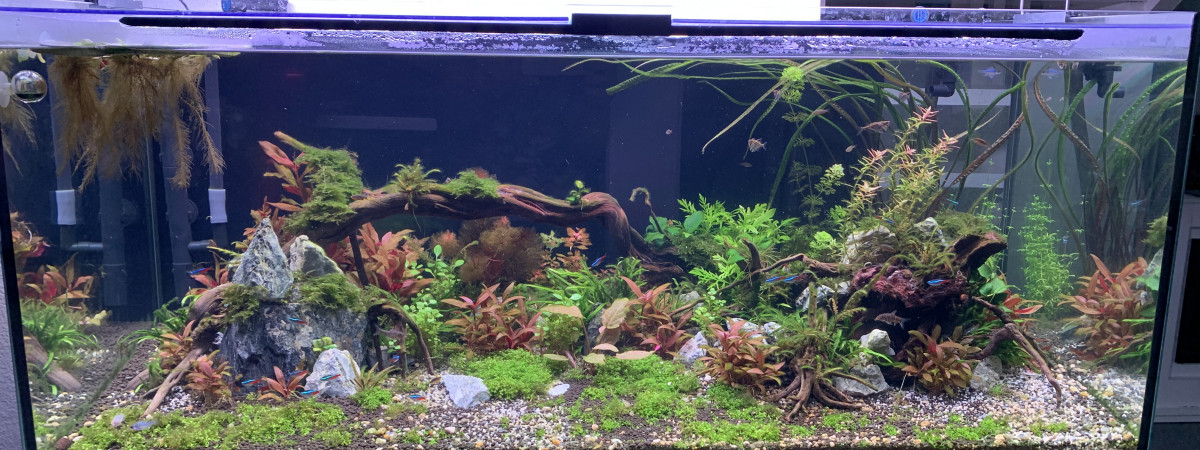 aquarium Aqua scape  Amazonie