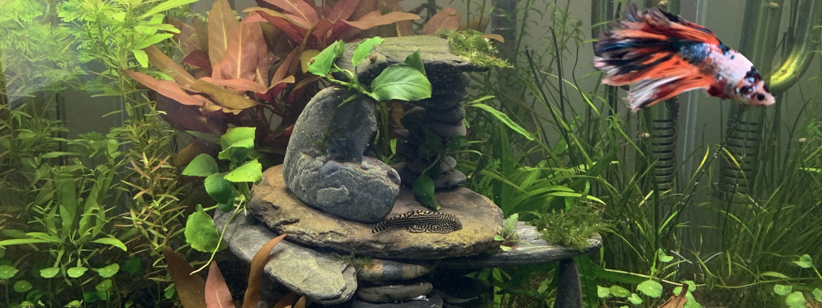 aquarium Snowy 60 litre