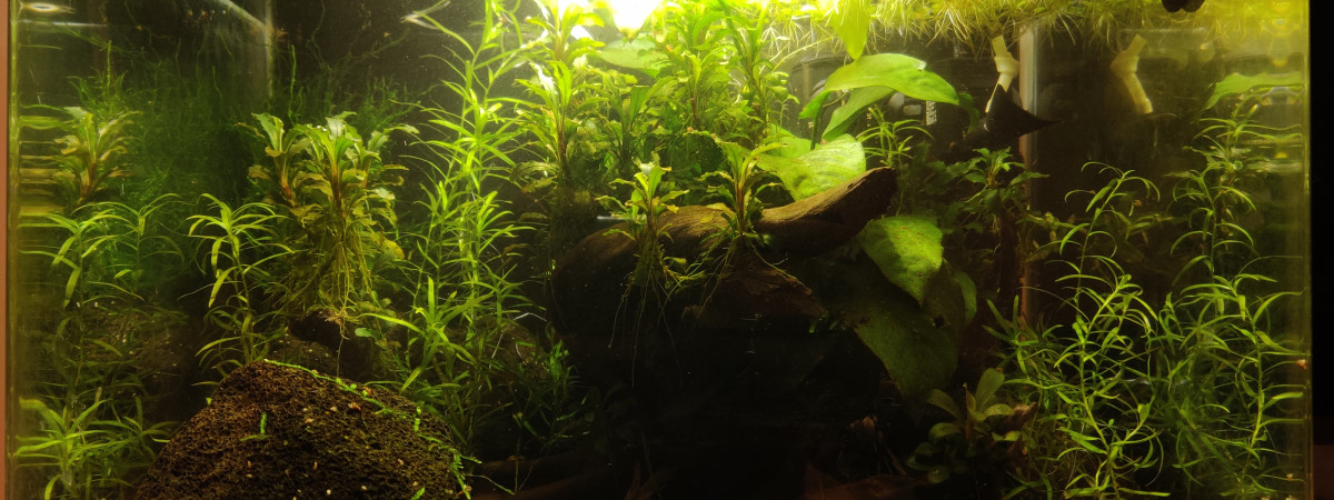 aquarium Empty