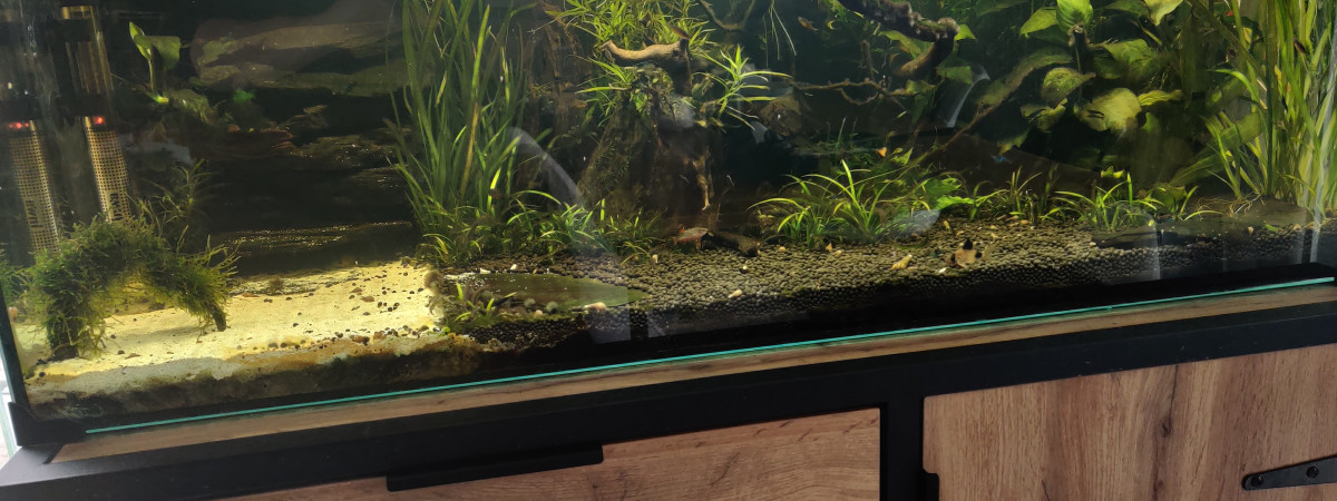 aquarium Turtle home