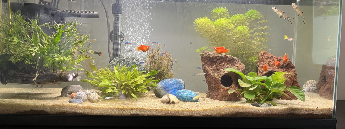 aquarium Pierres Bleues