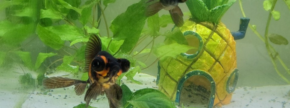 aquarium Bubulleland