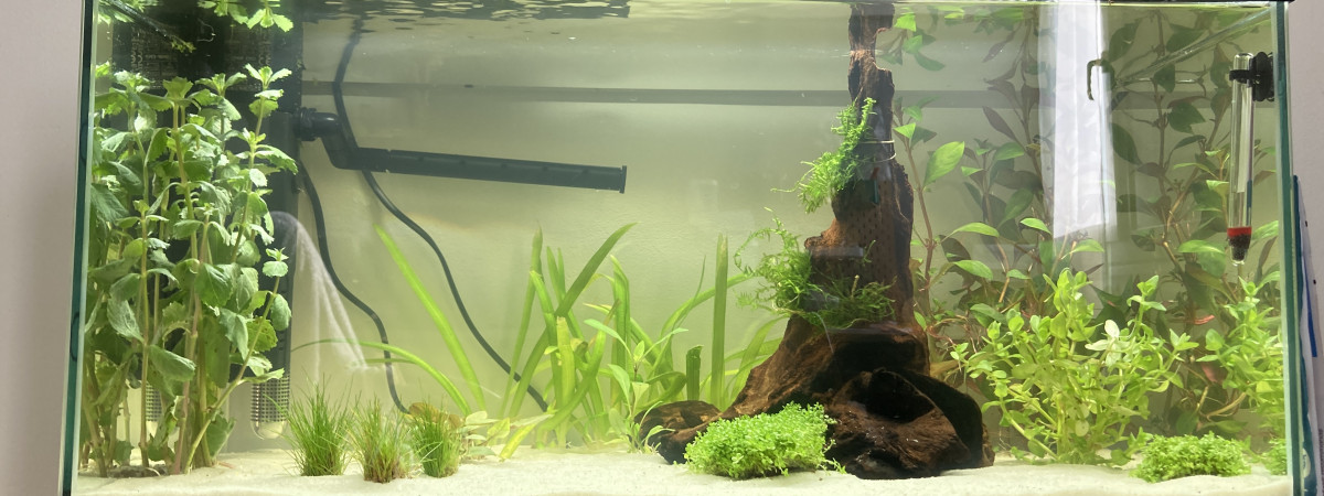 aquarium 60l