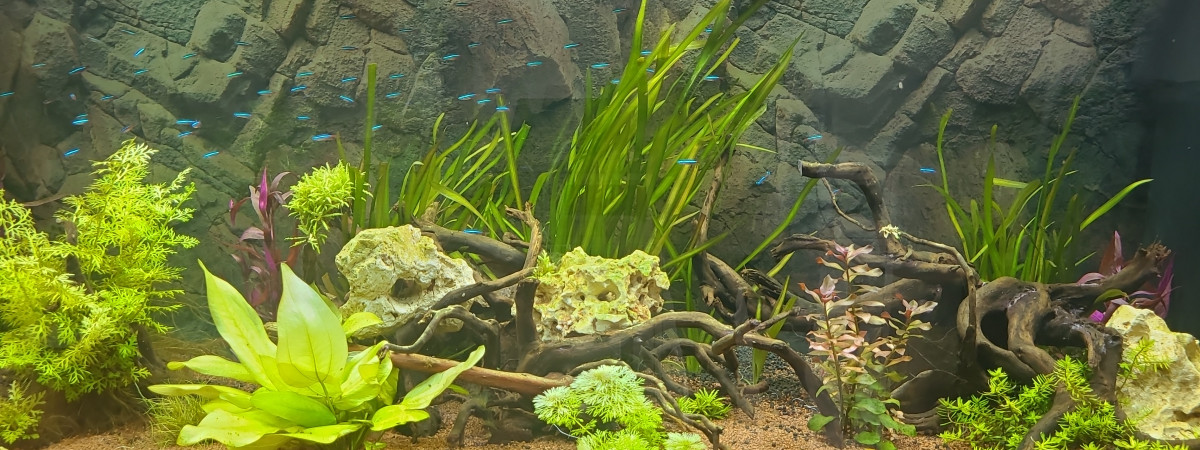 aquarium Juwel 1