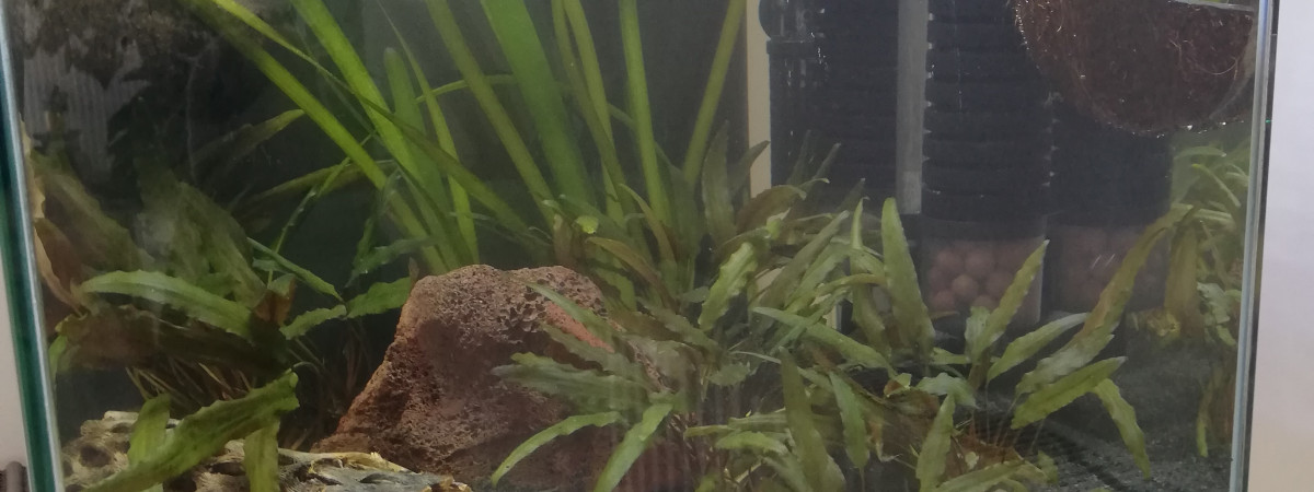 aquarium AQUA RED CHERRY