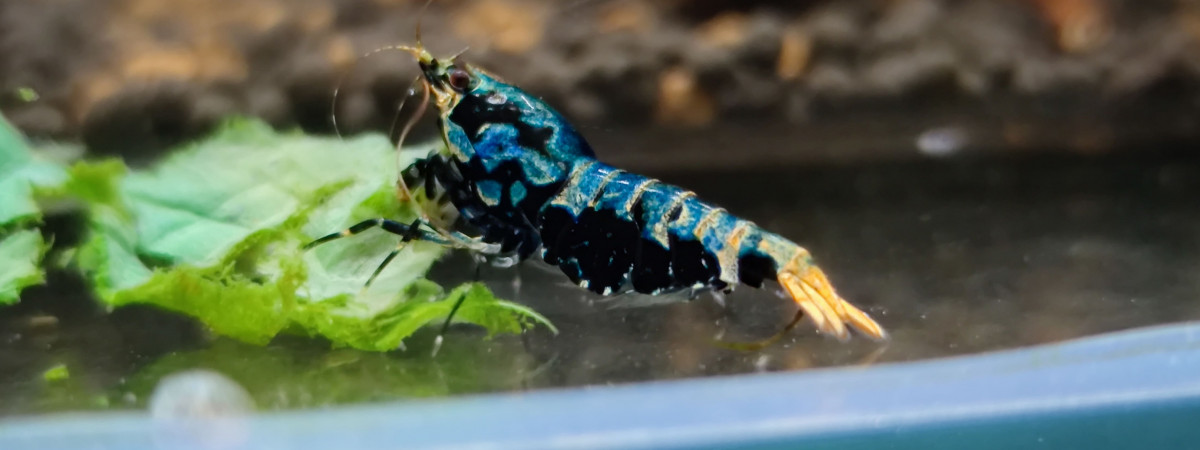 aquarium Bac boa