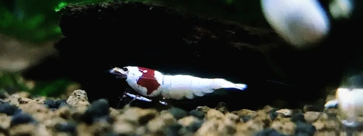 aquarium Bac  Pure Red Line
