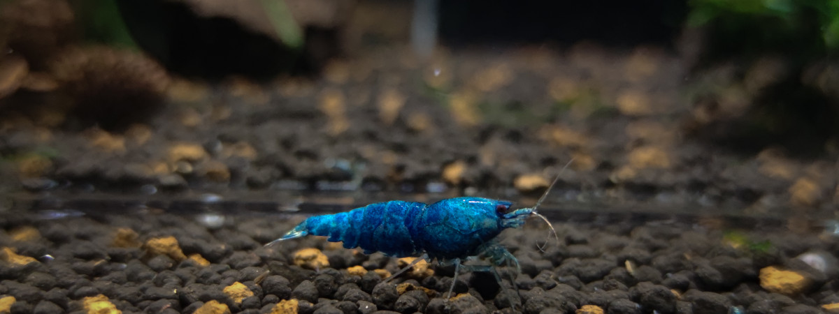 aquarium Bac Blue Bolt