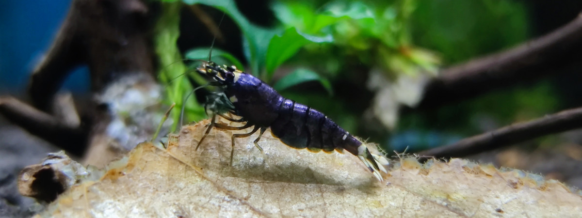 aquarium Bac Purple Metallic