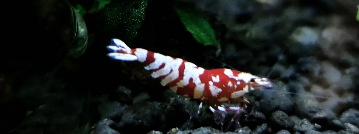 aquarium Bac Red Fancy Tiger