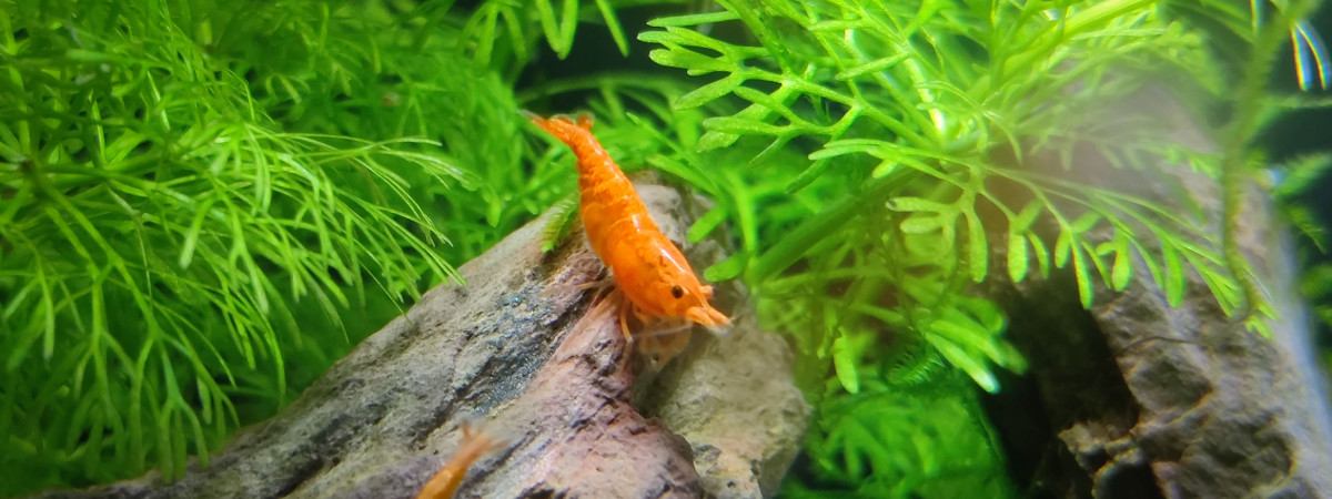 aquarium Bac Neo Orange Sunkist