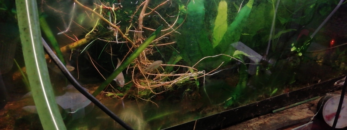 aquarium 96 litres biotope mexique