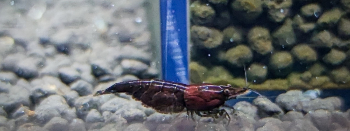 aquarium Bac Neo Red Onyx