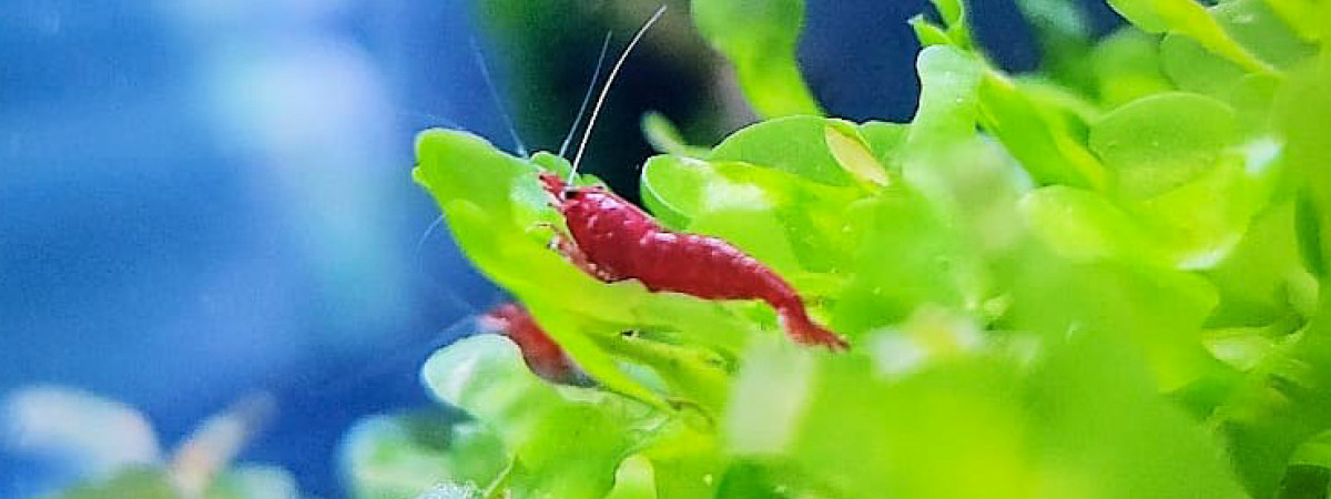 aquarium Bac Neo Bloody Mary