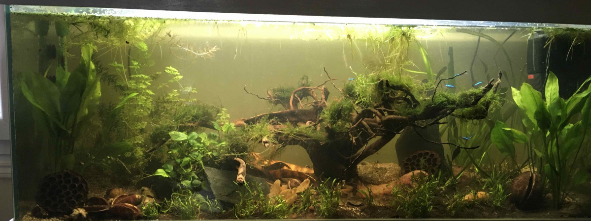 aquarium Aqua naturel 250