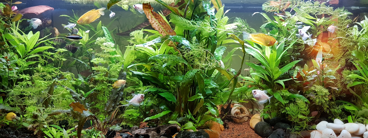 aquarium Juwel  Rio 180