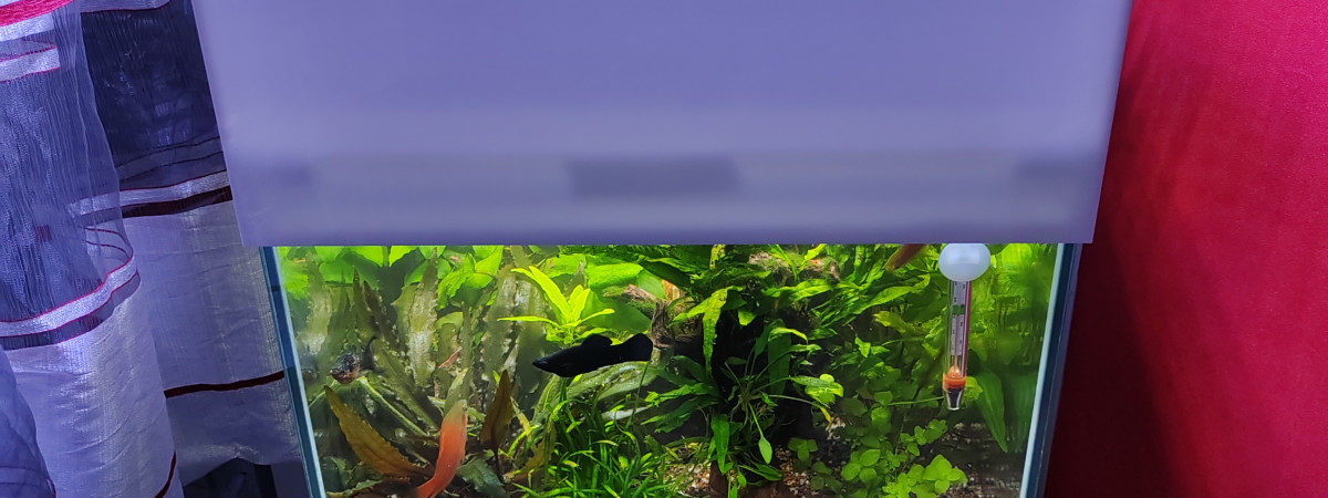 aquarium aquaponie