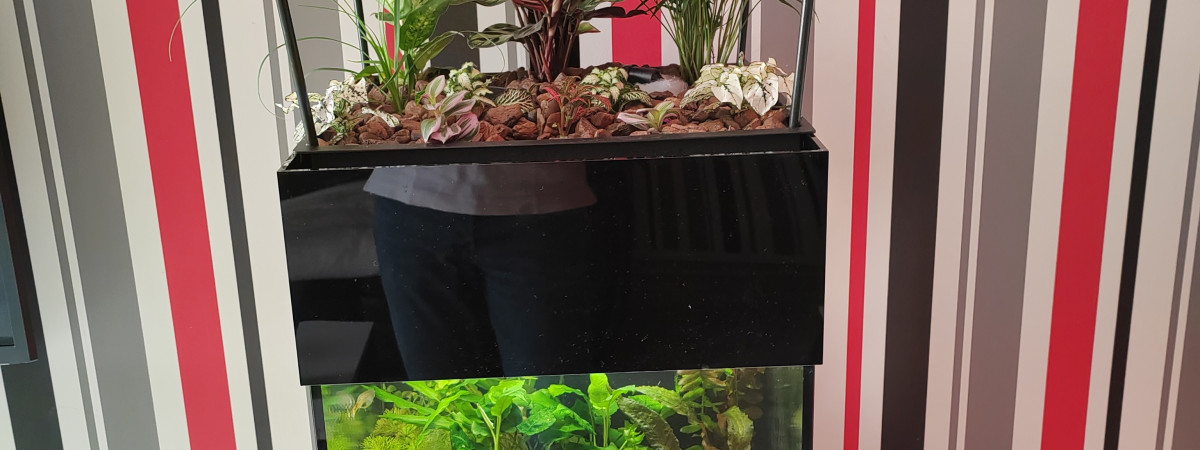 aquarium aquaponie