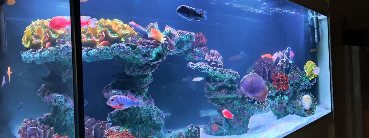 aquarium Tof