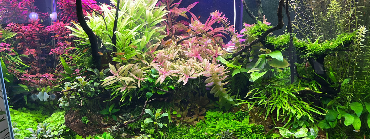aquarium Jungle